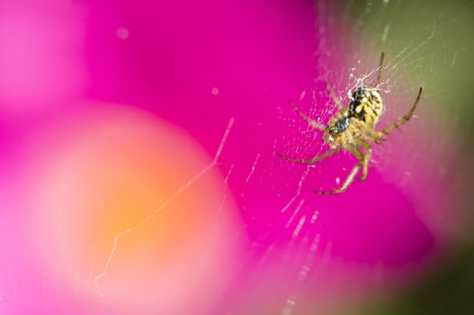 Black and yellow spider with pink and yellow flower in background