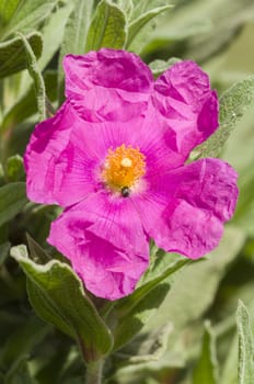 Pink Rock-rose flowers with insect eating pollen