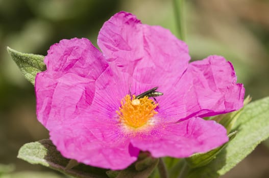 Pink Rock-rose flowers with insect eating pollen