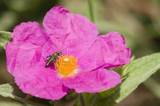 Pink Rock-rose flowers with insect eating pollen