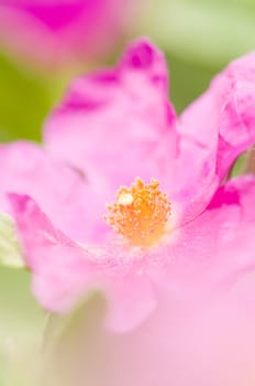 Pink Rock-rose flowers under the sun