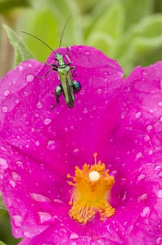 Pink Rock-rose flower and green insect  with rain drops