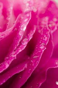 Pink ornamental rose in full bllom with rain drops