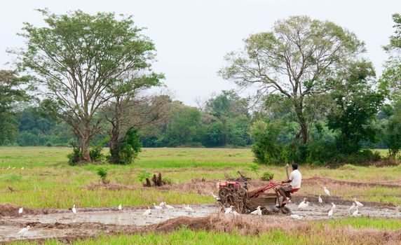 Sri Lanka, Sigiriya area - Apr 28, 2011: A man working with a motor plow in a rice field, Sri Lanka