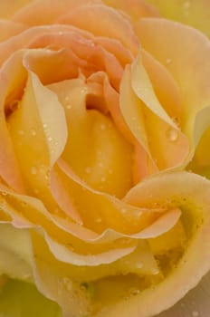 Yellow ornamental rose in full bllom with rain drops