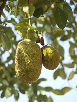 Jackfruits hanging on a tree in Cambodia