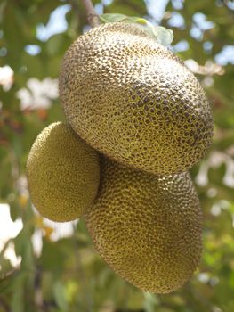 Jackfruits hanging on a tree in Cambodia