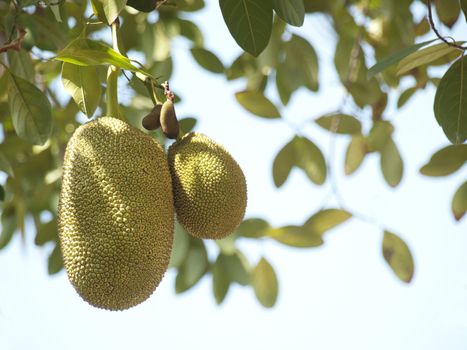 Jackfruits hanging on a tree in Cambodia