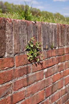 A small green grass on a red wall
