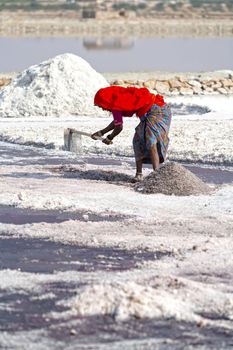 SAMBHAR LAKE TOWN-NOVEMBER 19: An unidentified Indian woman working on the salt farm, November 19, 2012, in Sambhar lake town, Sambhar salt lake, Rajasthan, India