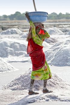 SAMBHAR LAKE TOWN-NOVEMBER 19: An unidentified Indian woman working on the salt farm, November 19, 2012, in Sambhar lake town, Sambhar salt lake, Rajasthan, India