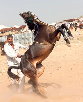 PUSHKAR, INDIA - NOVEMBER 21: An unidentified man raised his horse on its hind legs at Pushkar fair on November 21, 2012 in Pushkar, Rajasthan, India. Farmers and traders flock for the annual fair