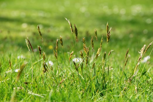 Detail of tall grasses with seed heads in a field