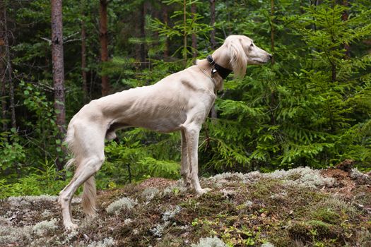 White saluki standing a summer forest
