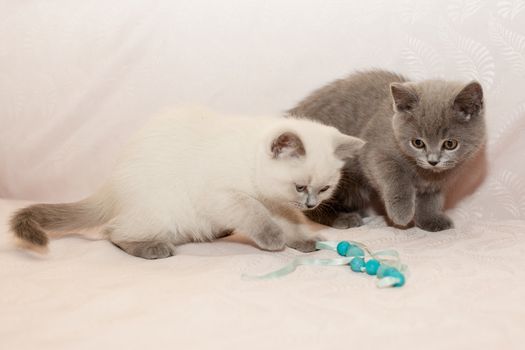 White and grey kittens playing with blue bead on pink background
