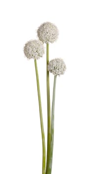 Three flower heads and stems of the edible onion (Allium cepa) isolated against a white background