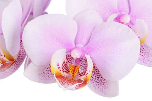 Macro image of spotted pink and white flowers of a Phalaenopsis orchid hybrid isolated against a white background