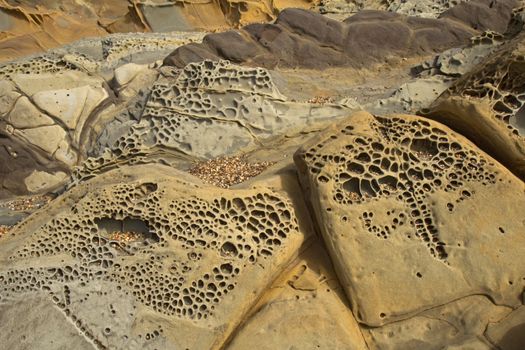 Interesting tafoni formations in Pigeon Point formation sandstone at Bean Hollow State Beach in San Mateo County, California