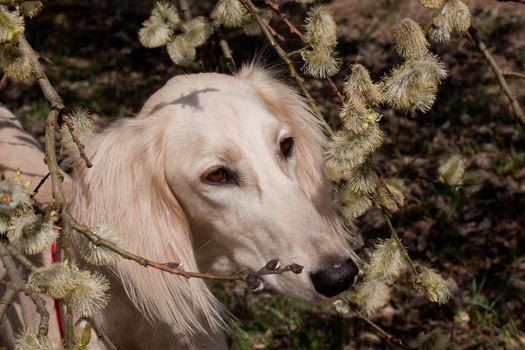 Portrait of white saluiki in willow flowers
