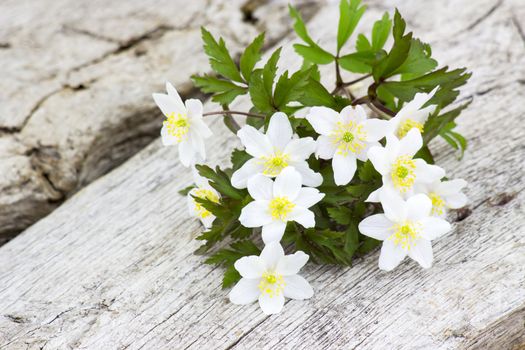 snowdrop Anemone (Anemone sylvestris) 