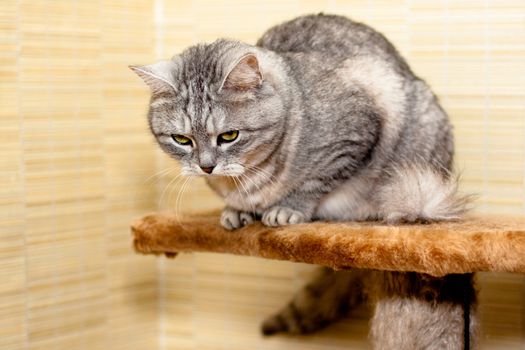 A sitting grey tabby cat
