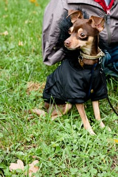 Sitting toy terrier in black coat in fron of a person on a green grass
