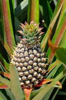 Pineapple in farm, Agriculture in Thailand