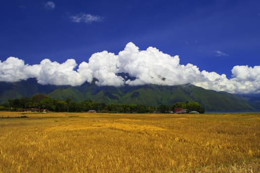 The fields after harvest. Samosir Island, Lake Toba, North Sumatra.