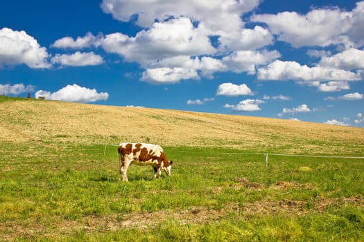 Single cow in green nature meadow under blue sky