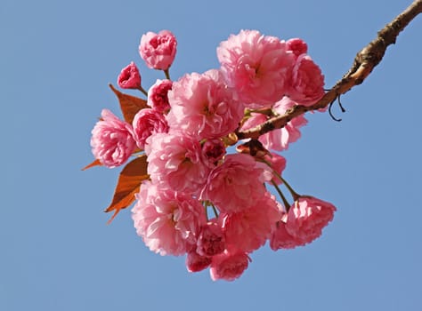 pink cherry blossom over blue sky