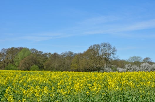 Field of Rape with trees in background