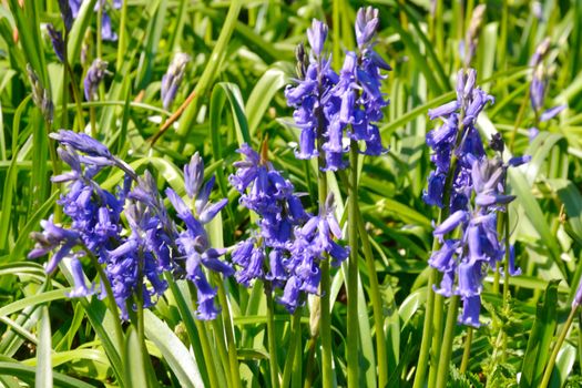Small Group of bluebells