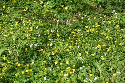Wild Buttercups and white flowers