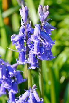 Close up of Bluebells