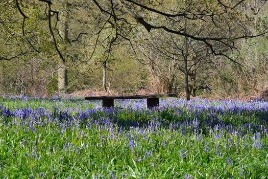 Carpet of Bluebells with seat
