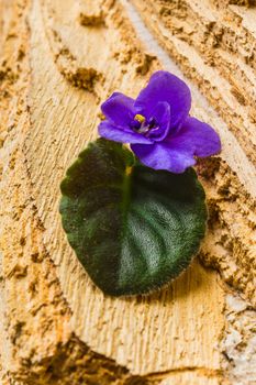 Flower with leaves on wooden background