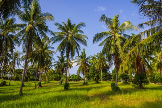 grove of coconut trees on a sunny day in Thailand