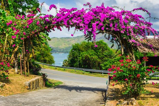 Arch of purple flowers in the garden in Thailand