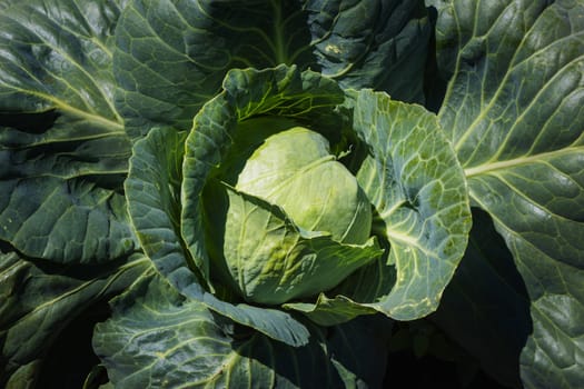 The background of fresh green cabbage