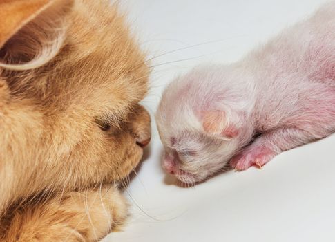 beautiful portrait of an adult cat and a kitten looking deep into eachother's eyes with obvious love between them