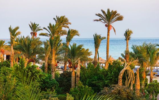 Palm trees on the beach in Egypt on the Red Sea