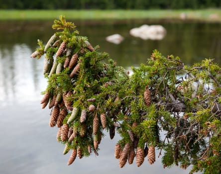 Fur-tree branch with cones on a background of lake. summer Landscape