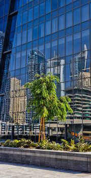 Tree on a background of reflections in the mirrored glass of a large building