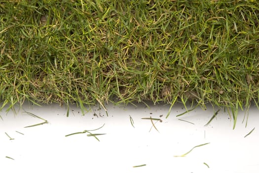 Grass turf on white