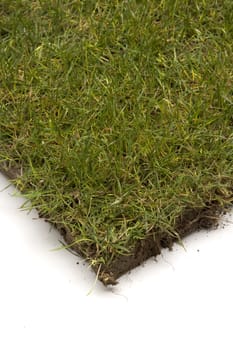 Grass turf on white