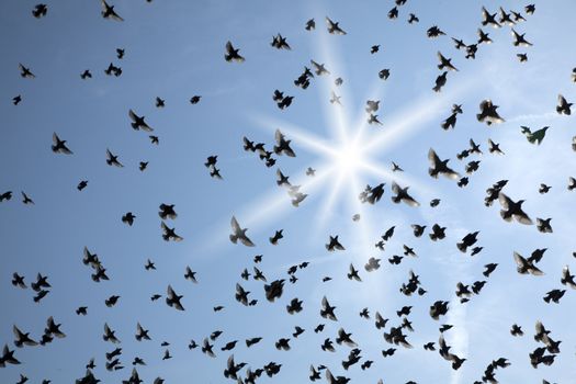 Swarm of birds in sunlight