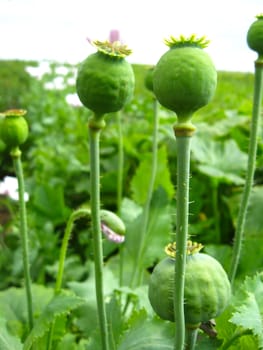 image of the green heads of the poppy