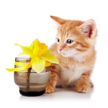 Red kitten. Sitting cat. Red striped kitten with a yellow flower. Kitten on a white background. Red striped kitten. Small predator.