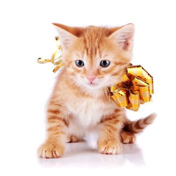 Red kitten. Red kitten with a gold bow. Sitting cat. Kitten on a white background. Red striped kitten. Small predator.