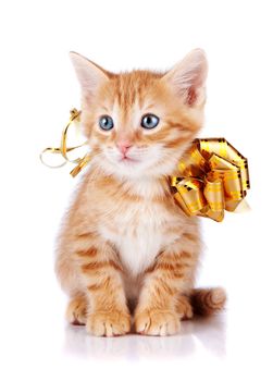 Red kitten. Red striped kitten with a gold bow. Sitting cat. Kitten on a white background. Red striped kitten. Small predator.